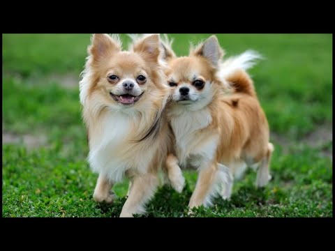 image-How long can a long haired Chihuahua live?