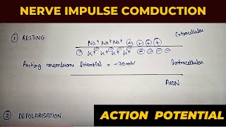 Generation and conduction of nerve impulse | nerve impulse conduction in neuron | phases