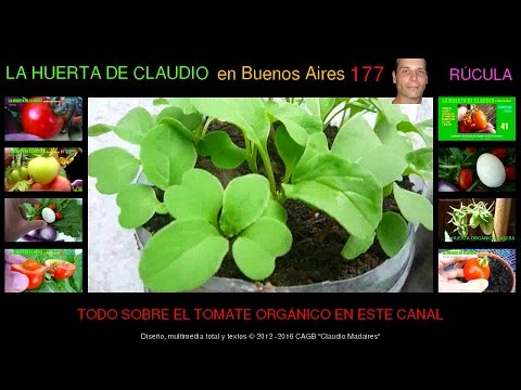 , title : 'Cultivo de rúcula orgánica en casa (1/2) - Cómo conseguir semillas orgánicas de rúcula'