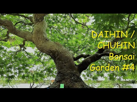 Famous DAIHIN BONSAI GARDEN #4  July 2020 / 大品盆栽・中品盆栽園