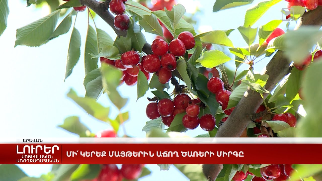 Մի՛ կերեք մայթերին աճող ծառերի միրգը