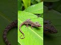 House Lizard is Calling a Fly #shorts #lizards #geckos
