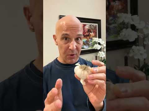 Cold, Virus, or Flu…Don’t Forget Your Garlic!  Dr. Mandell