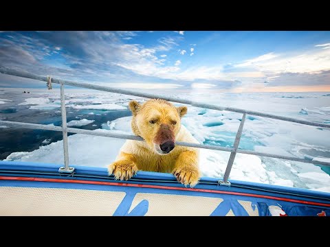Polar bear begs sailors for help, when they find out the reason everyone is shocked