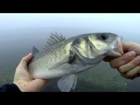 Savage Gear Sandeel Pencil save a top water fishing session [again!]