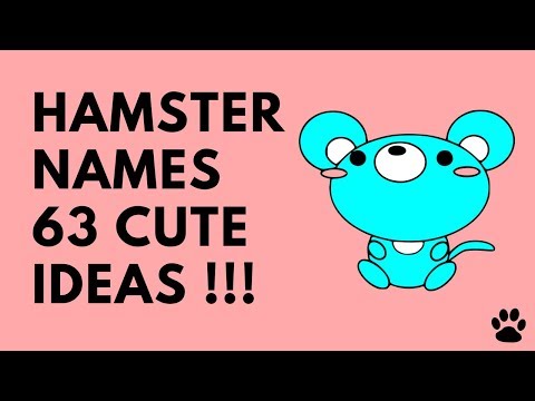 download lagu mp3 mp4 Female Hamster Names, download lagu Female Hamster Names gratis, unduh video klip Female Hamster Names