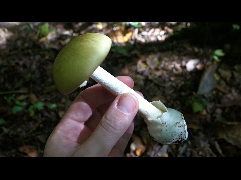 The Deathcap (Amanita phalloides)