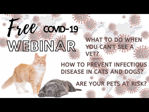 Pets and Covid-19: Risk To dogs and Cats, Natural Remedies for Infectious Disease