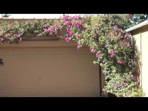 How to Train Bougainvillea : Great Gardening
