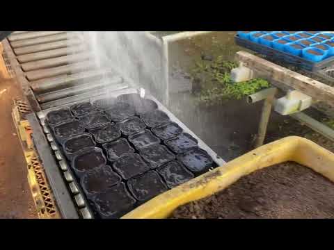 いつ、どのようにエンドウ豆を地面に蒔くのですか？ 2月に種まきを始めてもいいでしょうか？  庭園