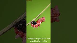 Common Rose caterpillar turning into a  pupa #butterfly #butterflylifecycle #pupation #chrysalis