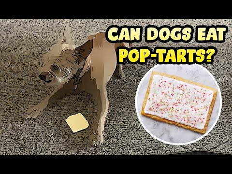Can Dogs eat Pop-Tarts?