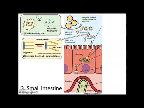 Digestion and Absorption of Lipids