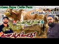 Ahsan Super Cattle Farm Qurbani 2026 Ke Sasty Janwar Ayub Goth Mandi Update Animals