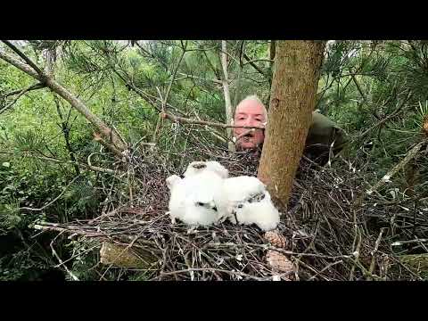 I got attacked by a sparrowhawk