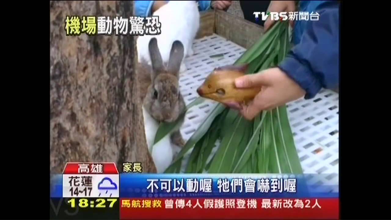 攬親子客!動物被亂餵、抓 遊客嘆可憐
