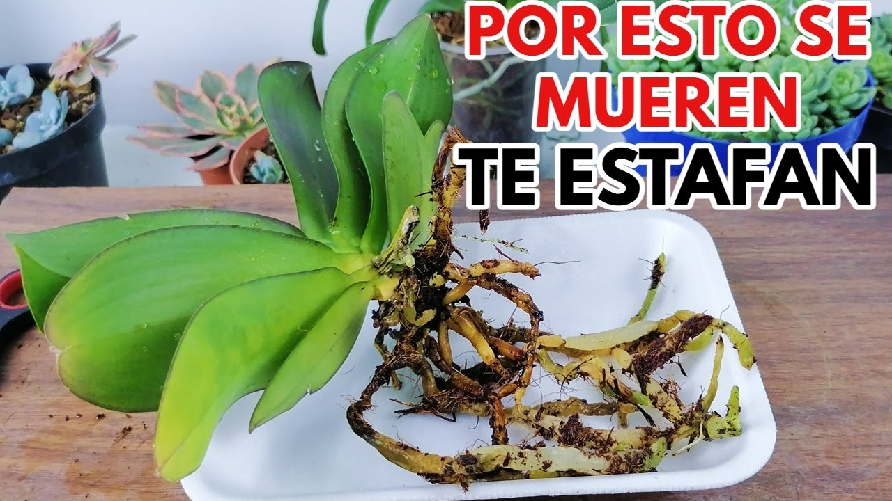 por esto se mueren tus orquideas chuyito jardinero