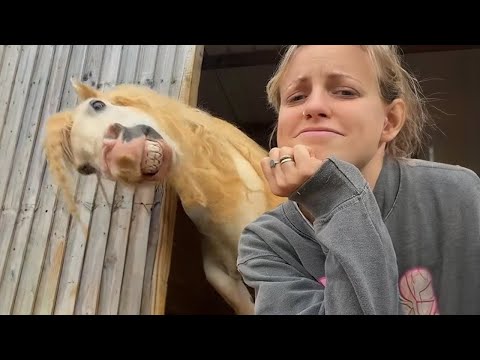 Ces drôles de chevaux sont à voir absolument ! - vidéos d'animaux les plus drôles
