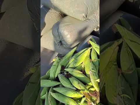 essa feirade estrela de Alagoas e top tem até galã do milho 🌽