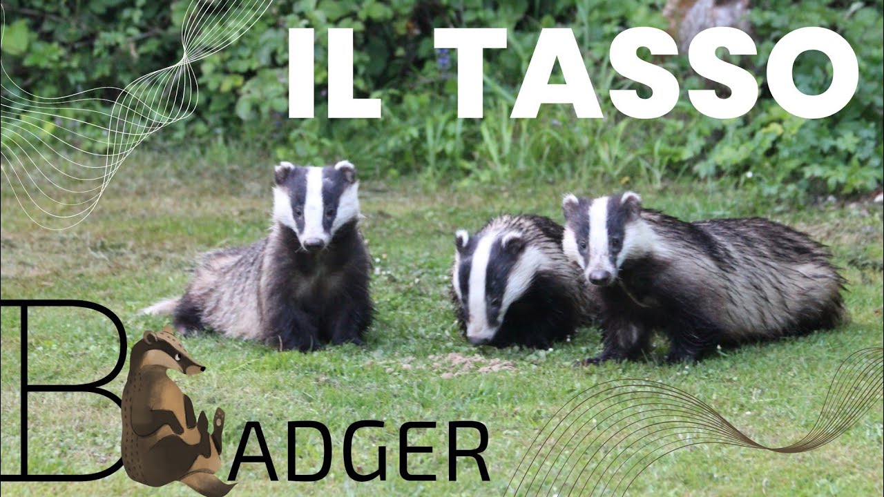 Sulle orme del Tasso 🦡