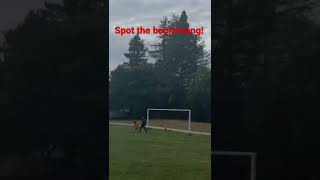 Spot the boomerang! Can you? #boomerang #shorts #spotit