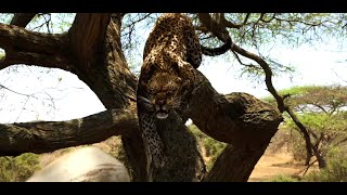 Trailer Preview Image