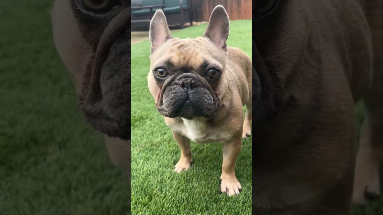 Enlarge Diego, a Adoptable French Bulldog in Citrus Heights, CA video 6/6