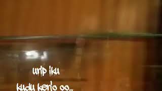 Download lagu Truck anti gosip versi lagu ayo kerjo mp3