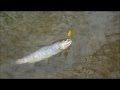 Посмотреть видео обзор Видео обзор
