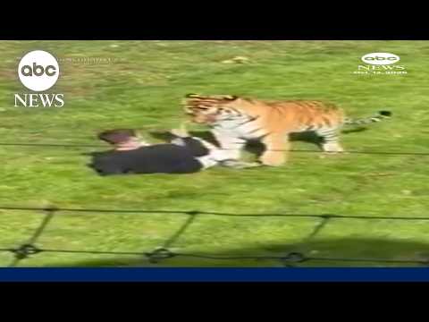 Man attacked by tiger after entering enclosure at England wildlife park
