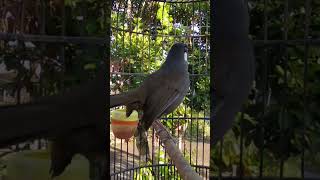 Download lagu PANCINGAN POKSAY HONGKONG mp3