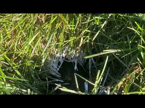 Yellow Jackets Nesting in the Ground in Plainsboro, NJ