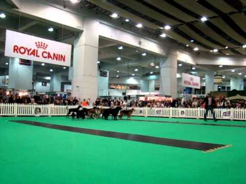 Dimadogs at Discover dogs 2011