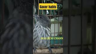 Download lagu Cucak Rawis Gacor mp3