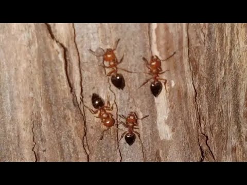 Of Course I Will - Akiyama Hamasaki (Official Audio)