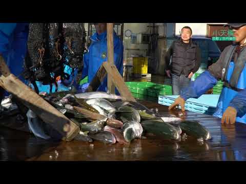 京都府北部｜丹後半島｜久美浜｜小天橋観光協会PV《漁港編》