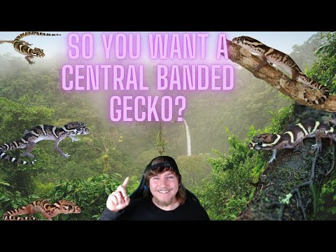 Central Banded Gecko Care Guide And Facts!