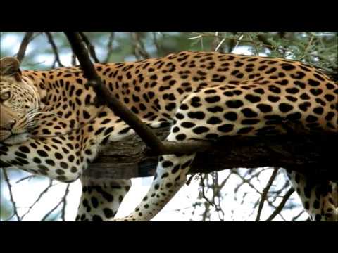 Quando a Cremona vivevano i leopardi..