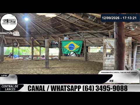 Leilão de gado em Goiatuba Goiás,  12/09/2026 - Mata Preta  Leilões - 14:30 Hs