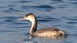 preview picture of video 'Ptice Hrvatske - Ćubasti gnjurac (Podiceps cristatus) (Birds of Croatia - Great Crested Grebe) (1/1)'