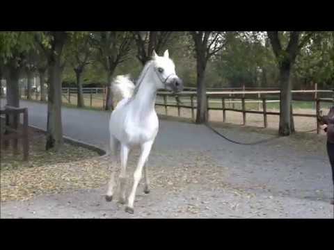 Bashir al Rayyan, *2012 SE stallion