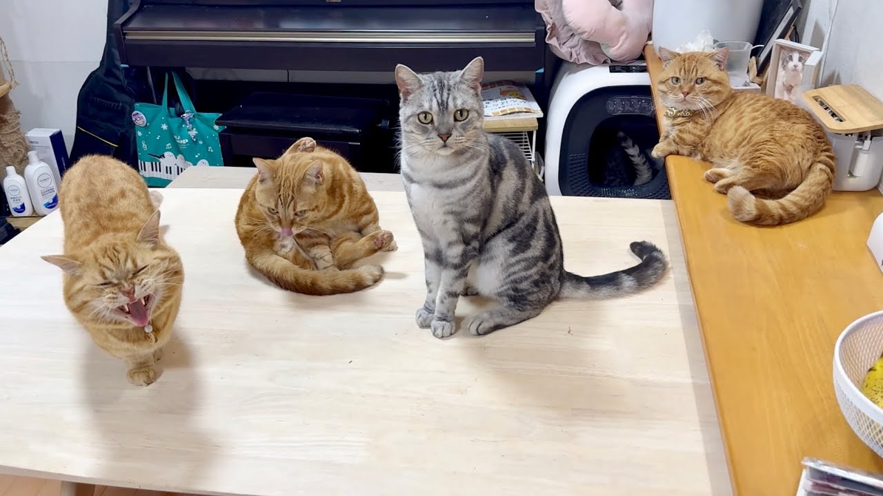 陽気なおっさんのごはんタイムⅥ