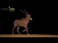 A Male Fringe Eared Oryx Oryx Beisa Callotis At The San Diego Zoo Safari Park In California