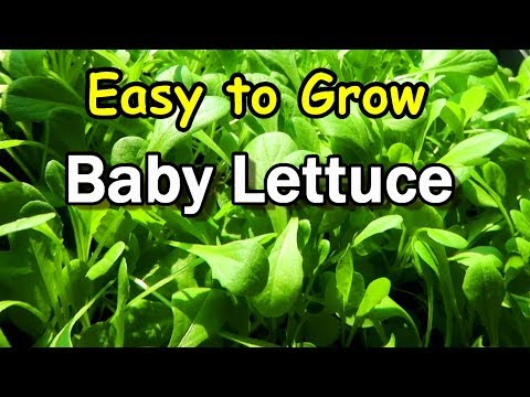 download lagu mp3 mp4 What Are Baby Greens, download lagu What Are Baby Greens gratis, unduh video klip What Are Baby Greens