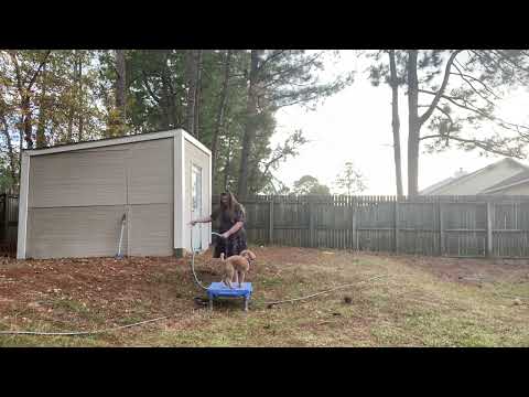 Spruce Stunt Dog Open DWMYD