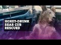 Bear Cub Who Consumed Excessive Amounts Of Hallucinogenic Honey Rescued In Turkey S Duzce Province