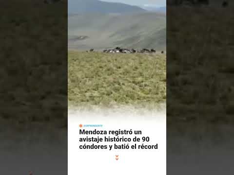 🦅 Avistaje histórico de cóndores en Mendoza  En La Carrera, Tupungato, una familia registró en…