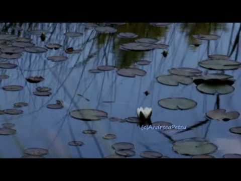 ERNESTO CORTAZAR - Beethoven's Silence