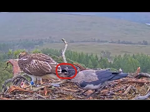 Ludo the Loch Arkaig Osprey chick has his tail tweaked by a Hoodie 22 Aug 2023 (slo-mo, zoom)