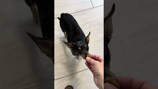 Video preview image #1 Chihuahua Puppy For Sale in Benton, LA, USA